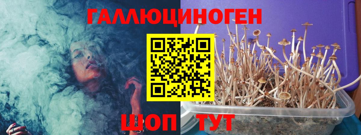 Галлюциногенные грибы Psilocybe Димитровград